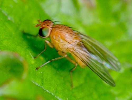 Réf. 345 326 : Sapromyzosoma sp.